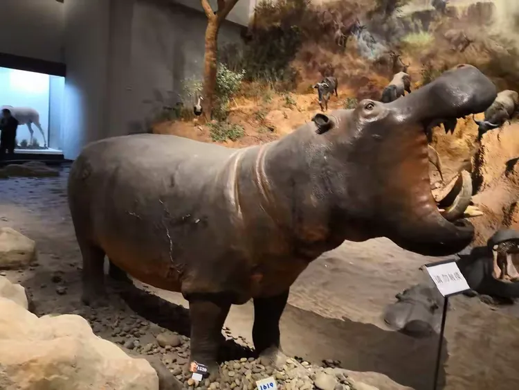 爱游戏app-斯诺克夜战：洞庭飞鹰队强势横扫祁连犀牛队，速度优势明显本土核心状态回升的简单介绍